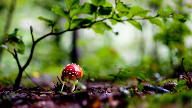 From Spores to Harvest: Unleashing Your Green Thumb Through Mushroom Growing
