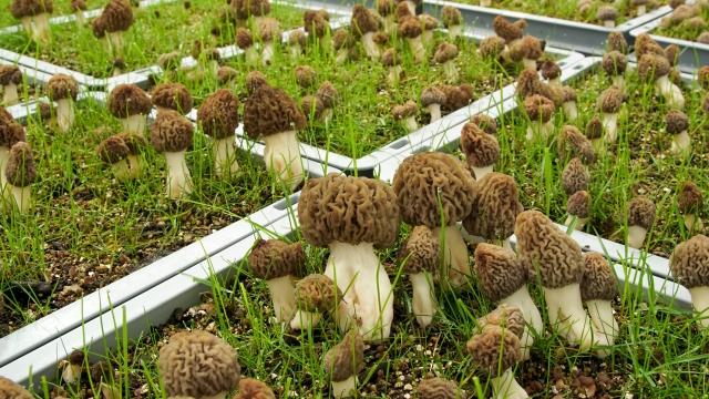 Mushroom Cultivation: Unveiling the Magical World of Fungal Harvesting