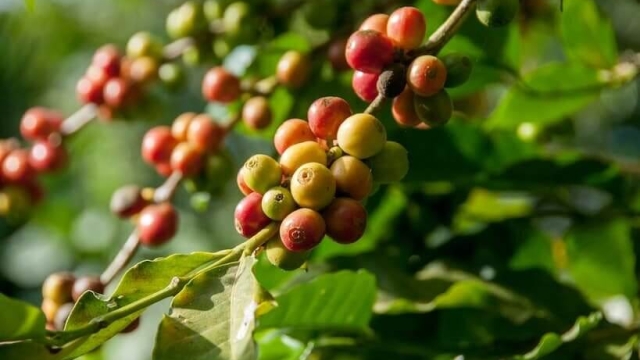Brewing Excellence: The Magic of Organic Coffee Beans