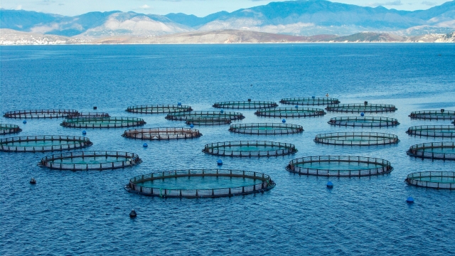 Revolutionizing the Waters: The Future of Aquaculture Technology